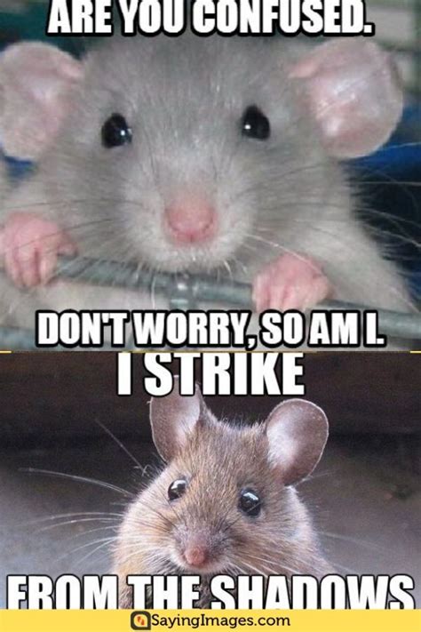 20 Mouse Memes You’ll Find Adorable | Memes, Funny memes, Pinterest humor