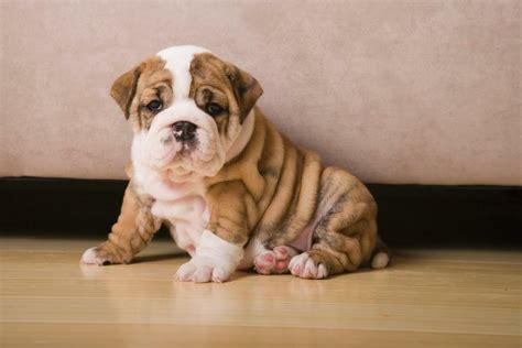 Miniature English Bulldog Puppies