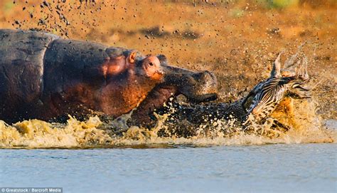 Crocodile attacks zebra and gets attacked by HIPPO in incredible wildlife pictures | Daily Mail ...