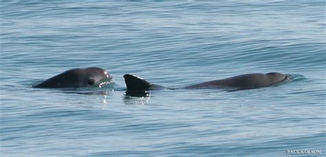 Opinion: Lessons learned from vaquita conservation efforts - The Ocean ...