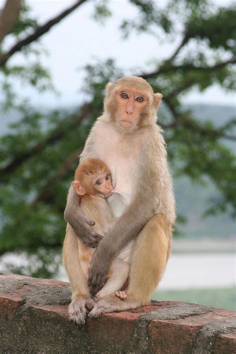 Monkey breastfeeding her baby 1406068 Stock Photo at Vecteezy