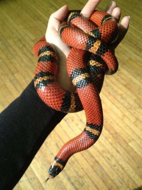 Milk Snake Facts and Pictures