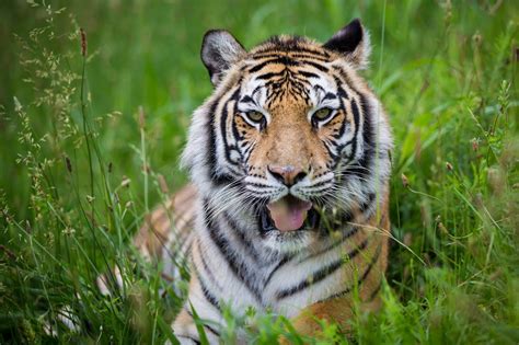 Tiger Sitting on green grass field HD wallpaper | Wallpaper Flare