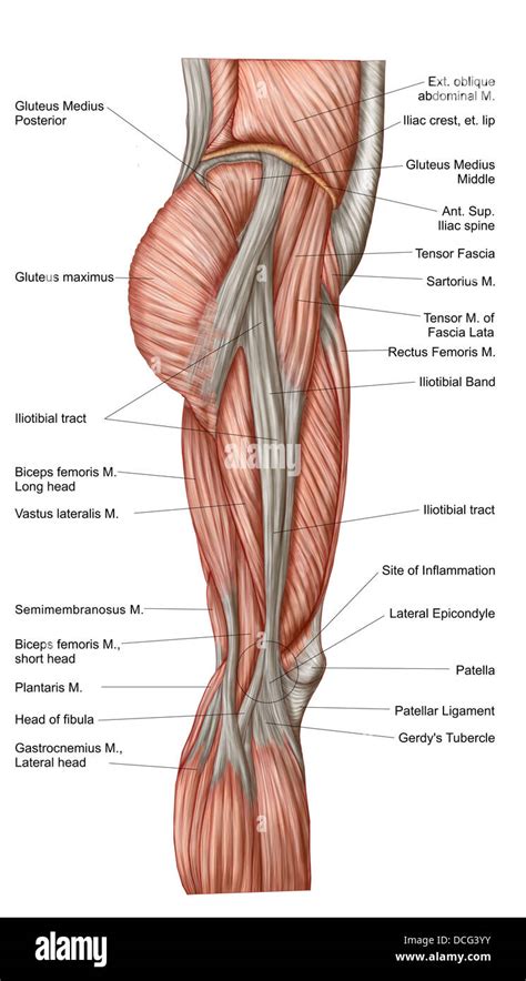 Anatomy of human thigh muscles, anterior view Stock Photo - Alamy