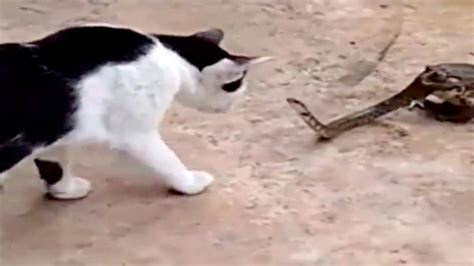 WTF, nature: Cat interrupts huge toad just trying to eat a snake alive | Mashable