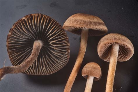 Panaeolus cinctulus: Identification, Look Alikes, Effects & Potency