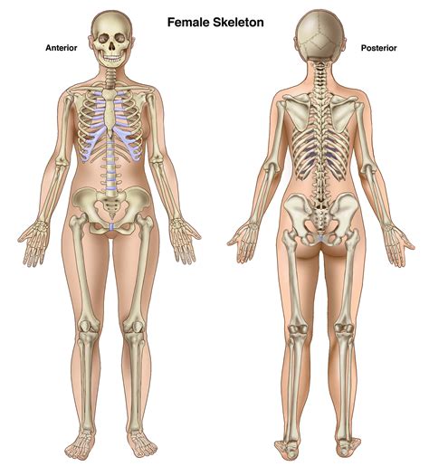 Image result for differences in male and female skeleton | Female skeleton, Human anatomy female ...