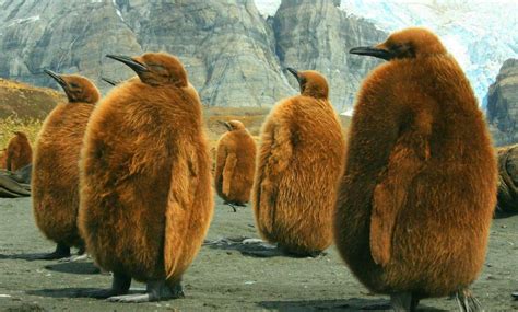 🔥 King Penguin chicks waiting for their parents to return 🔥 : r ...