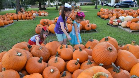 It's a great pumpkin patch