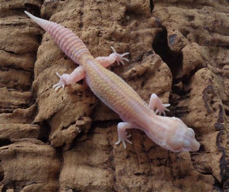 What is a Bell Albino Leopard Gecko | Leopard Gecko Morphs