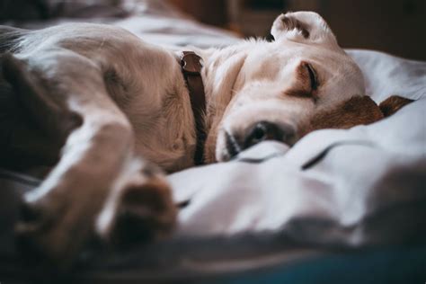 Can dogs have nightmares? What Do Dogs Dream About