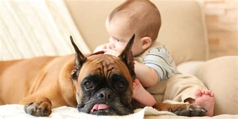 Boxer dog temperament, health, character: what to know
