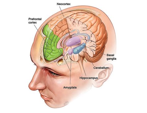 Memories aren’t stored in just one part of the brain - different types ...