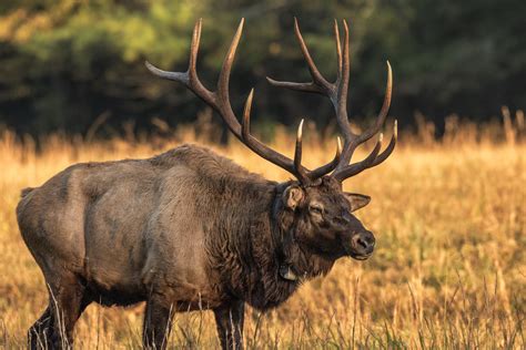 Clashing Elk Antlers Foil Fracture – Andy Carstens