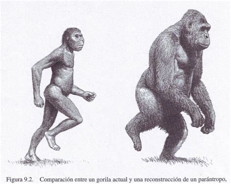 Bipedal locomotion comparison - paranthropus and gorilla (Mauricio ...