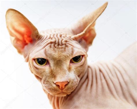 Beautiful pink sphynx cat portrait — Stock Photo © sorokopud #57601201