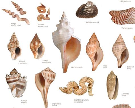 Chart Types Of Seashells Shells Sea Seashells Seashell Shell