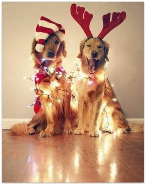 12 Insanely Funny Dog and Cat Christmas Card Fails (and 1 Perfect One ...