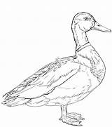 Male Mallard duck Has Curly Tail Coloring Page  Free Printable sketch template
