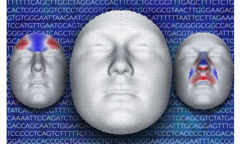 Genetics of human face begin to reveal underlying profile - Family ...