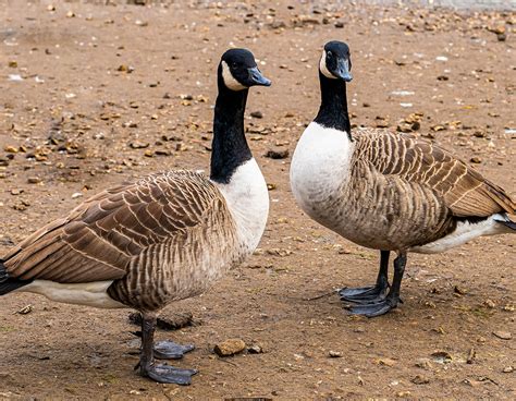 Help Keep Giant Canada Geese Off Our Lakes! - Shore Owners’ Association ...