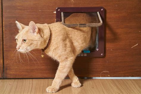 What Does Cat Flap Installation Cost in 2022? | Checkatrade