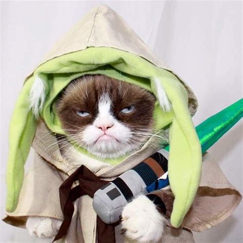 Grumpy Yoda | Yoda cat, Grumpy cat, Pet halloween costumes