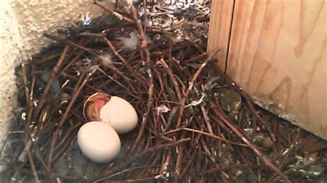 Dove Egg Hatching - YouTube