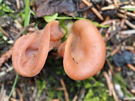 CRATERELLUS CORNUCOPIOIDES mushroom 12009473 Stock Photo at Vecteezy