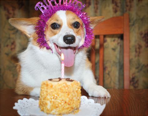 Corgi Birthday Meme 1000 Images About Corgi Birthdays On Pinterest Corgis | BirthdayBuzz