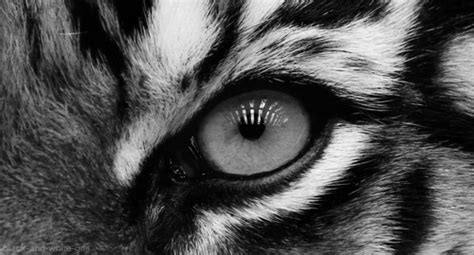 Tiger black and white animals GIF on GIFER - by Aurizar