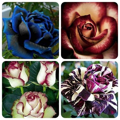 How to Plant Osiria Roses in Your Garden - Gardening & Home Decor | Rose pictures, Rose, Plants