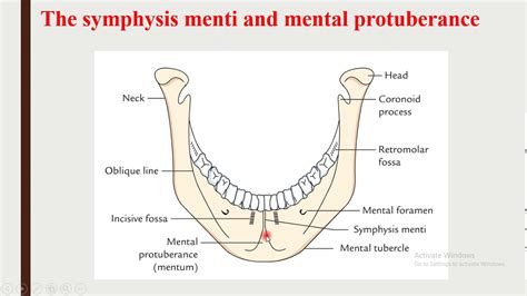 Part 1 of the mandible compressed - YouTube