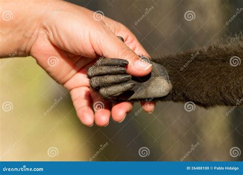 Monkey Human Friendship Royalty-Free Stock Photo | CartoonDealer.com ...