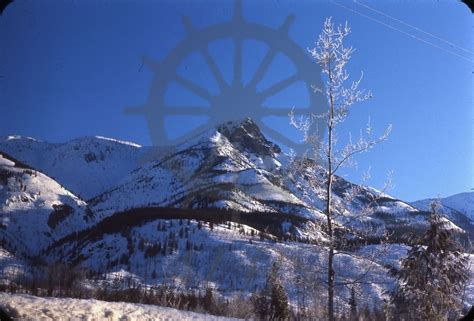 1999.019.1137 Silver poplar & Mt. Hunter, March 5 – 65 | Arrow Lakes Historical Society