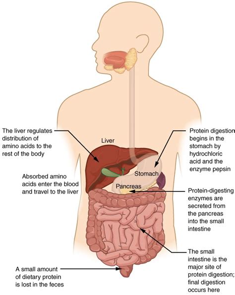 Processes of Digestion and Absorption. | BIO103: Human Biology