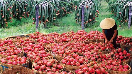 Harvesting Dragon Fruit for Export | How to grow dragon fruit, Dragon fruit varieties, Fruit plants