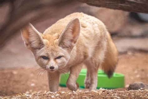 Learn About Fennec Foxes | Phoenix Zoo