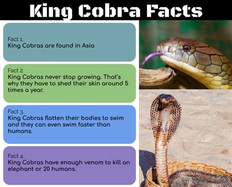 Autumn @ Pt England School: King Cobra Facts