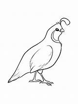 Quail coloring pages sketch template