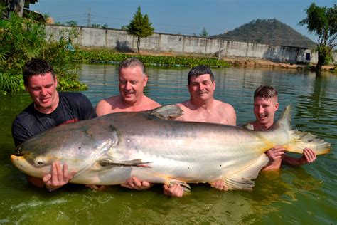 Guided Fishing Holidays in Thailand at Palm Tree Lagoon Photo Image Gallery of Giant Mekong ...