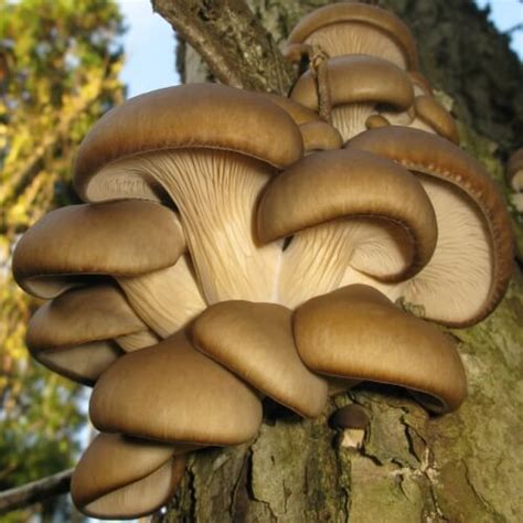 Fresh Oyster Mushrooms | Whole Earth Harvest