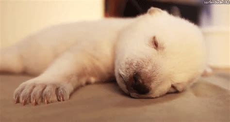 The Absolutely Cutest Puppy GIFs Ever