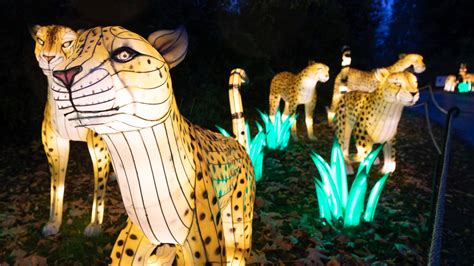 The first and only holiday lantern festival in Washington is here ...