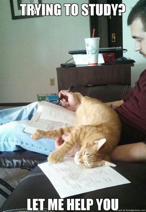 Cat helps to study | Funny cat memes, Cat memes, Animal captions