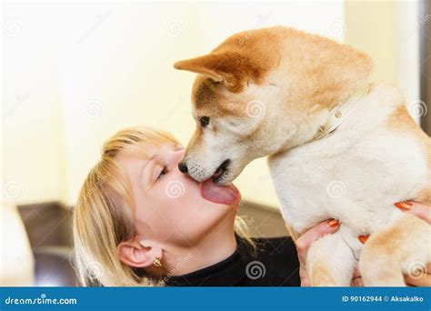 Shiba Inu Dog Licks His Owner Face. Stock Photo - Image of friend, beautiful: 90162944