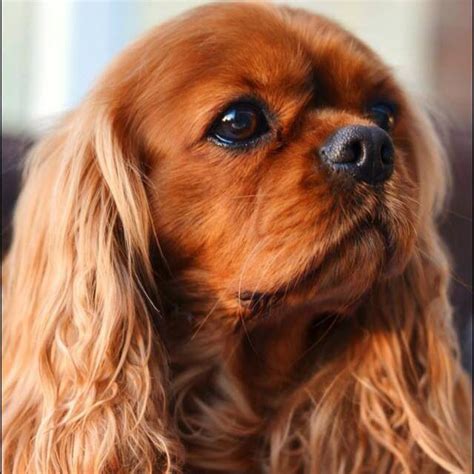 Beautiful Ruby | King Charles Spaniel