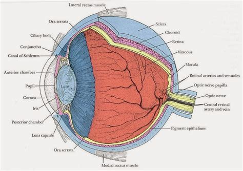 Eye Opener: Anatomy - Eyeball