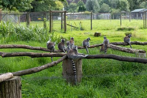 The Lake District Wildlife Park (Bassenthwaite) - 2020 All You Need to ...