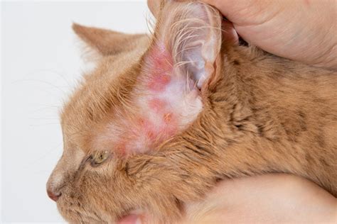 Dermatite chez le chat : causes, symptômes et traitement